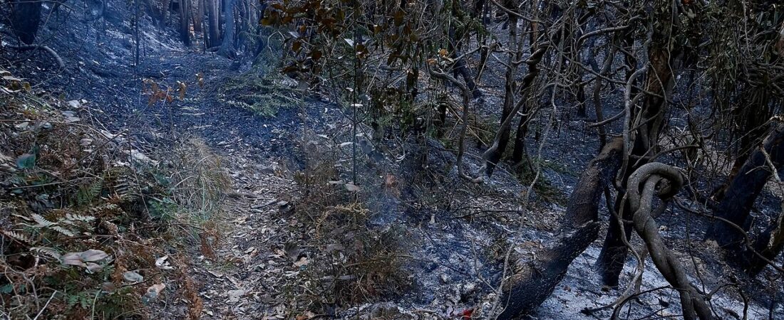 Bushfire Season Safety: What Newcomers Actually Need to Know