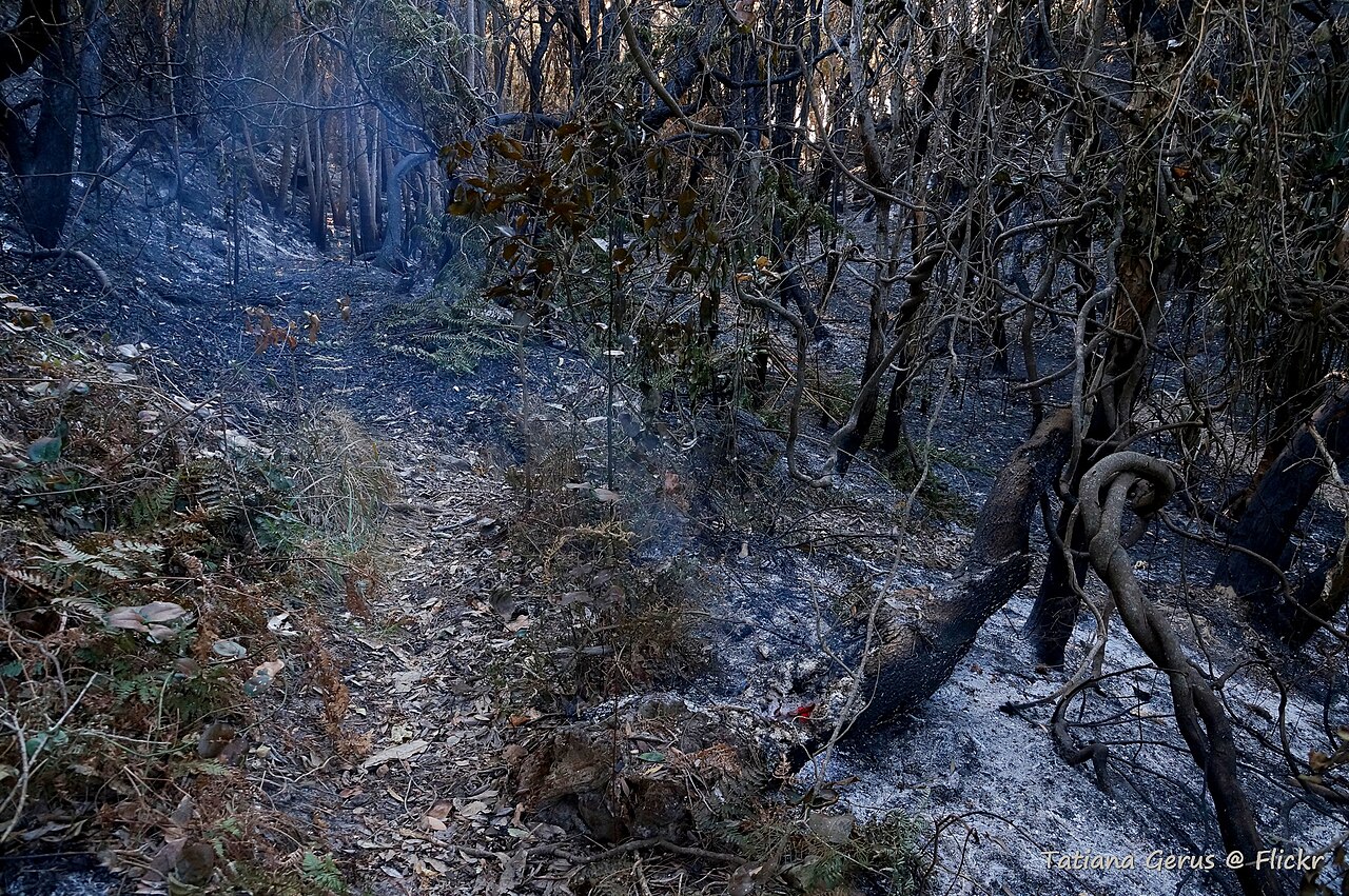 Bushfire Season Safety: What Newcomers Actually Need to Know